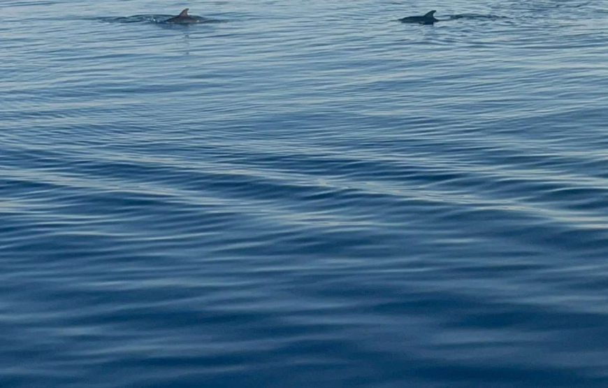 Pula Exklusive Delphin- und Sonnenuntergangs-Kreuzfahrt mit Abendessen und Getränken