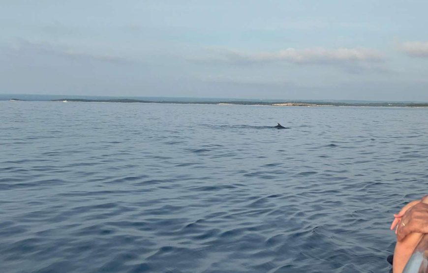 Pula Exklusive Delphin- und Sonnenuntergangs-Kreuzfahrt mit Abendessen und Getränken