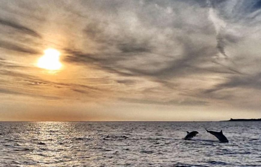 Fazana: Geführte Delfinbeobachtungstour bei Sonnenuntergang