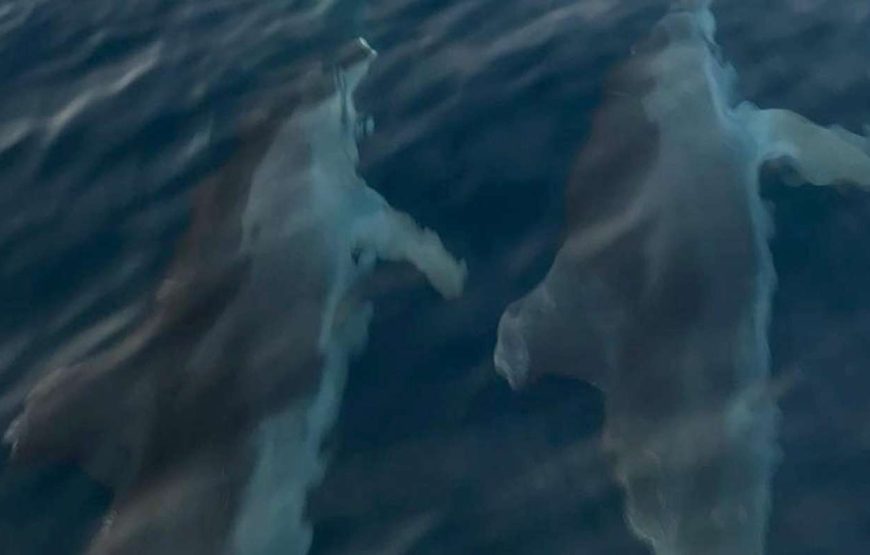 Fazana: Geführte Delfinbeobachtungstour bei Sonnenuntergang
