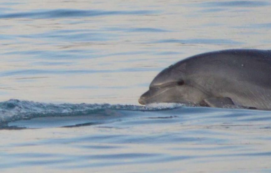 Vrsar: Delfinbeobachtungstour mit Getränken