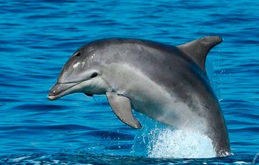 Pula: Besuch des Nationalparks Brijuni Island & Delfin-Kreuzfahrt