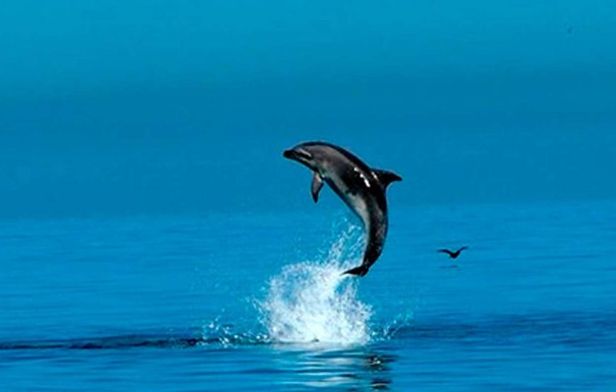 Pula: Besuch des Nationalparks Brijuni Island & Delfin-Kreuzfahrt