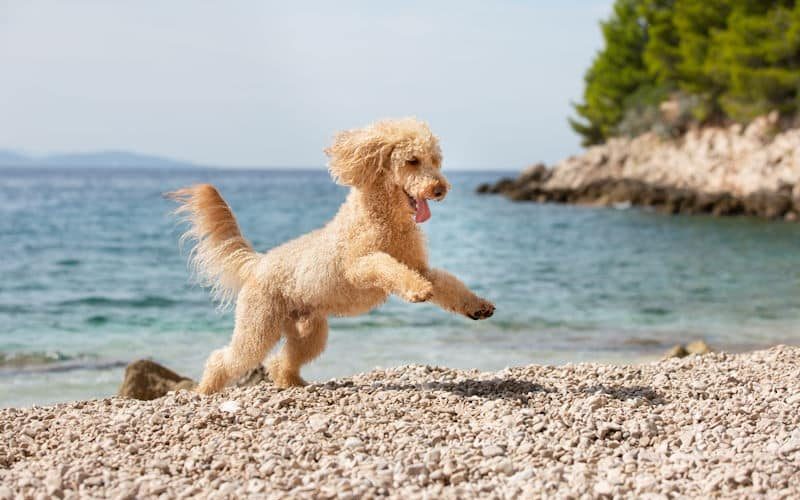 Kroatien-Hund-am-Meer.jpg